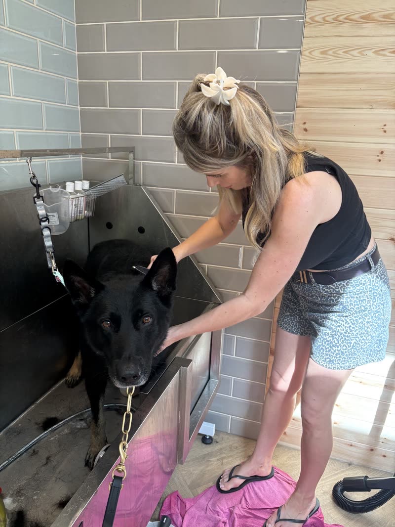 A groomer working on a black german-shepherd-type dog in the tiled wash bay