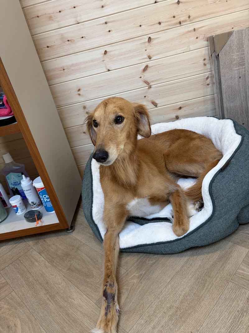 A tan lurcher resting in a bed inside the pine-panelled salon