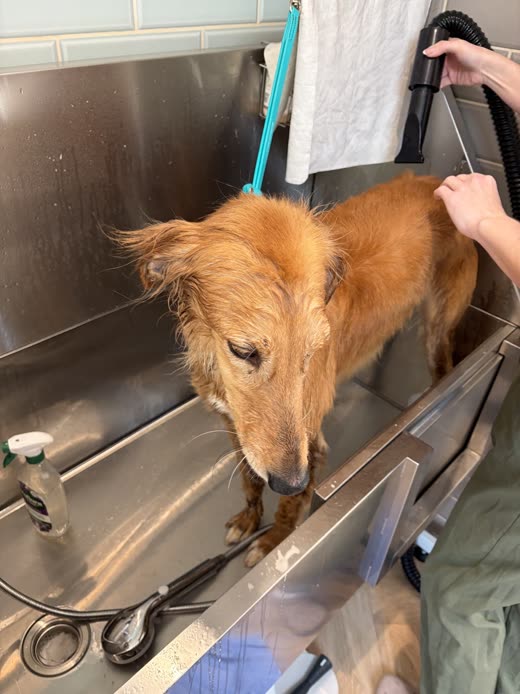A wet ginger dog being rinsed by a groomer's hands in a stainless steel grooming bath
