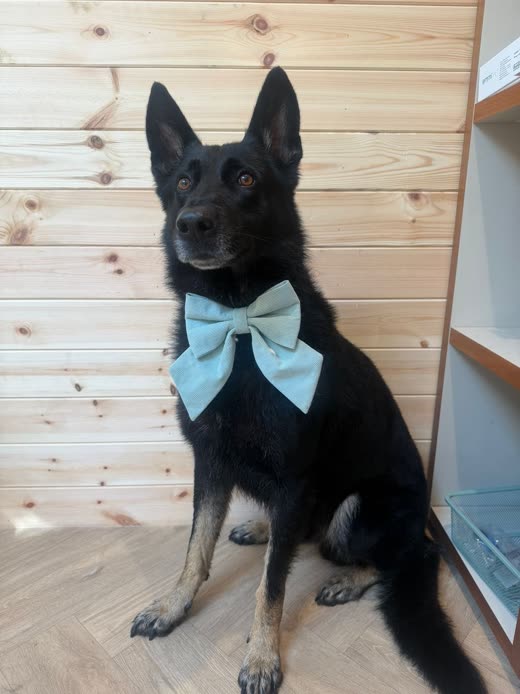 A freshly groomed black-and-tan shepherd sitting upright in a pale blue bow tie