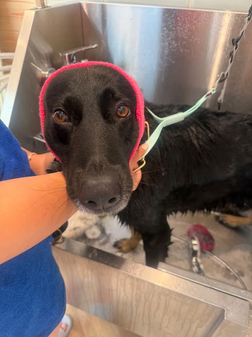 Close-up of a wet black dog wearing a pink ear-protection snood during its bath