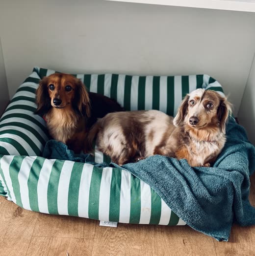 Two long-haired dachshunds curled up together in a striped dog bed