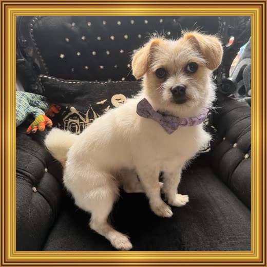 A small cream shih-tzu-cross in a lilac bow tie sitting on a chair after its groom, cropped inside the decorative gold border